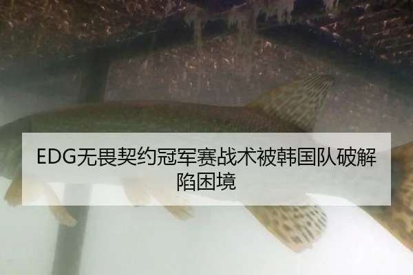 EDG无畏契约冠军赛战术被韩国队破解陷困境